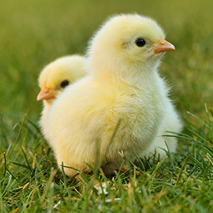 chicks-5014152_1920
