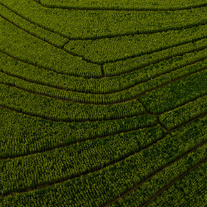 農業數據分析—溫濕度傳感器采集數據